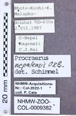Etikett zu Melanoxanthus flavithorax (Schimmel, 2004)
